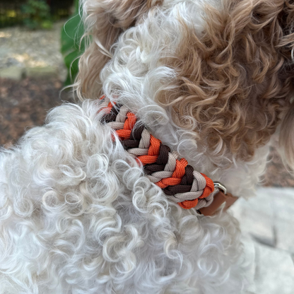Brown, orange, and cream braided dog collar with light brown biothane strap and silver hardware on white fluffy dog