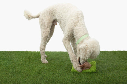 Hollywoof Nose Work Dog Toy on green grass, with white poodle playing with it, with white background 