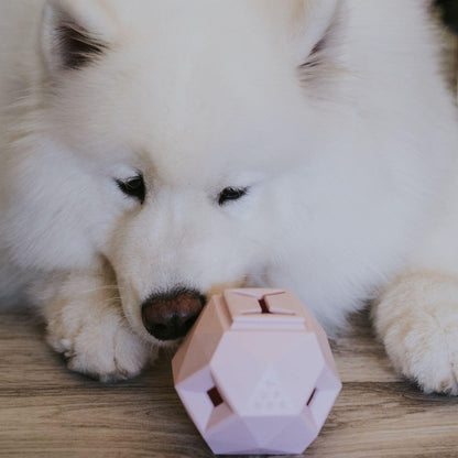 White dog interacting with a pink geometric toy on a wooden floor