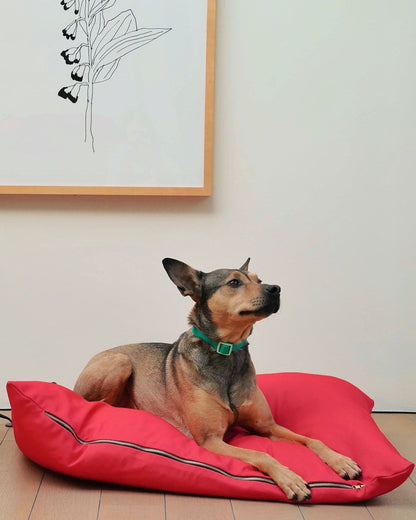 Dog lying on a red dog bed with a framed picture in the background