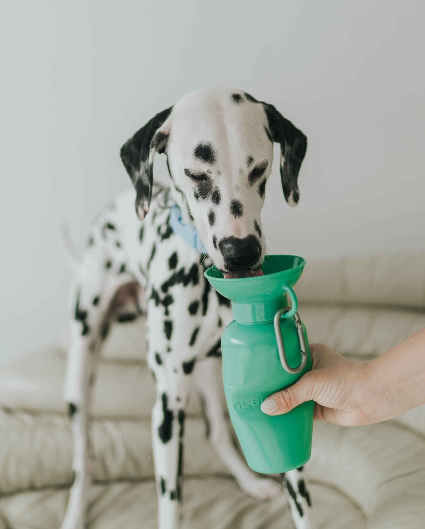 22oz Original Springer Dog Travel Water Bottle