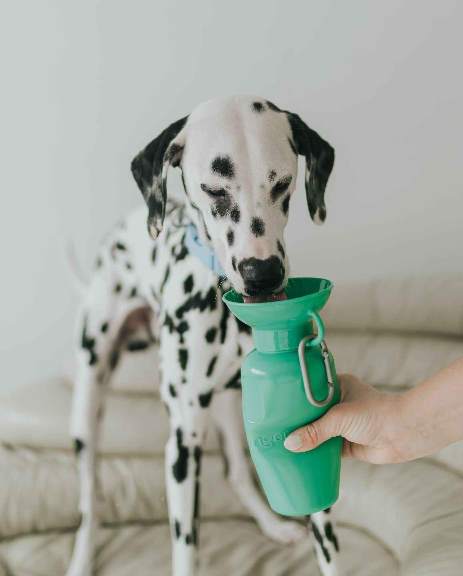 22oz Original Springer Dog Travel Water Bottle