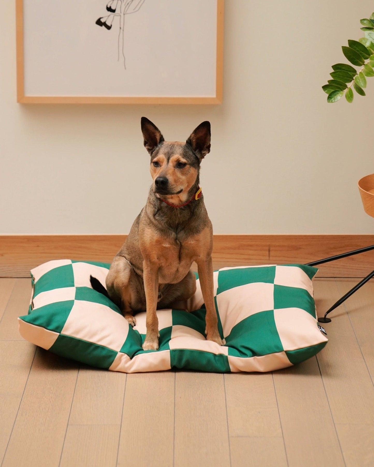 Dog sitting on a green and white checkered pet bed indoors.