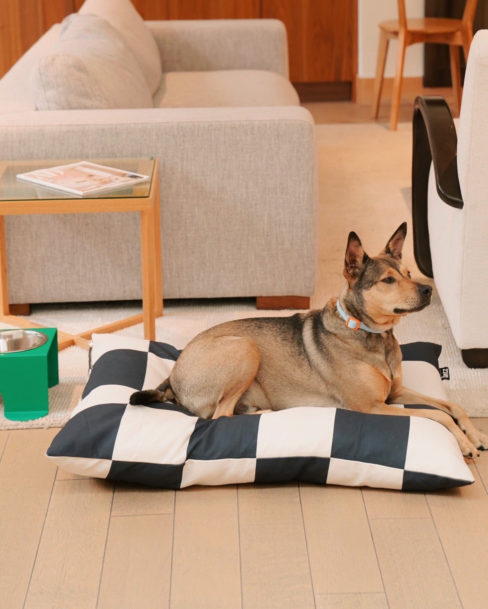 Dog sitting on a checkered pet bed in a living room.
