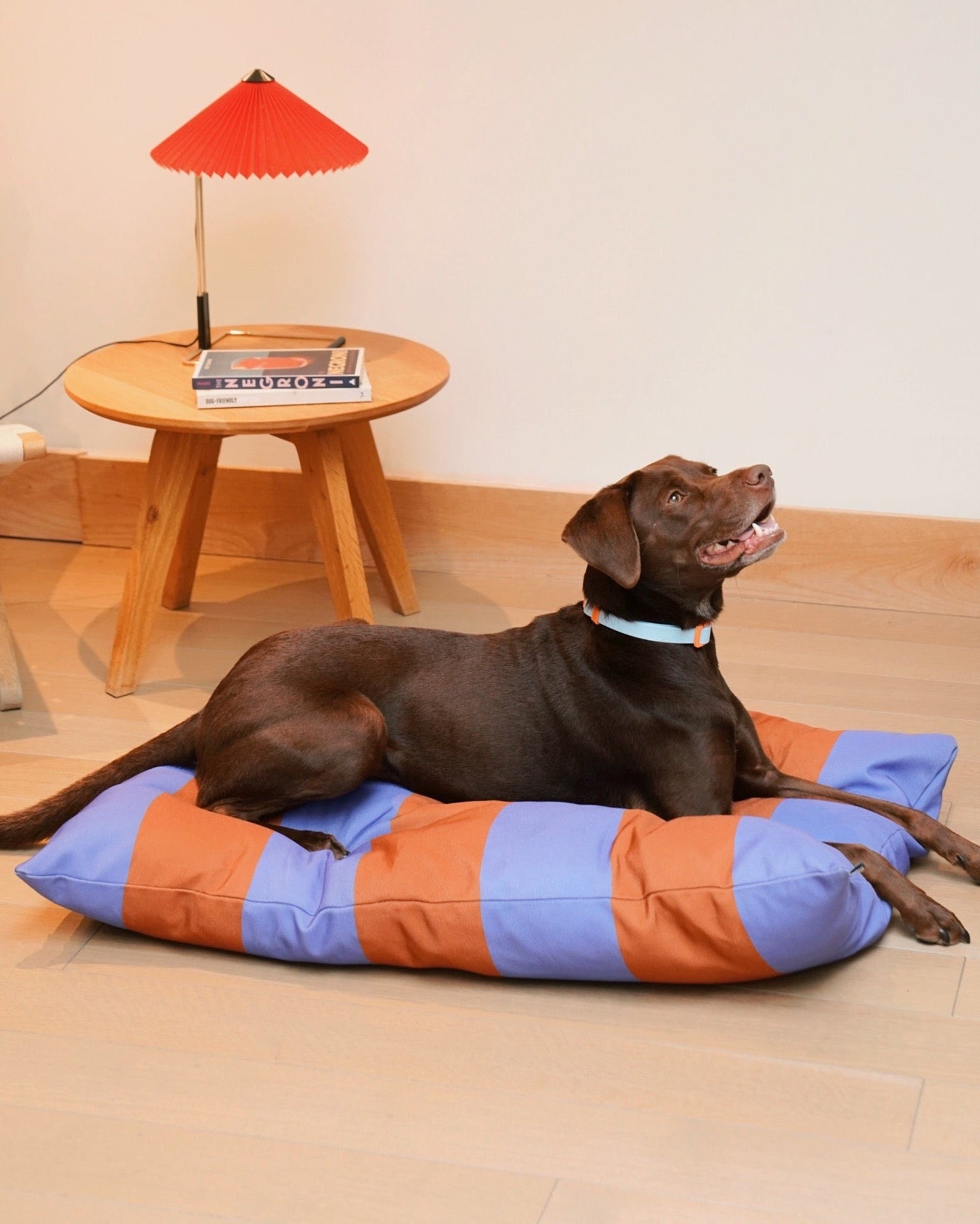 Dog lying on a colorful striped dog bed in a room with a small table and lamp.