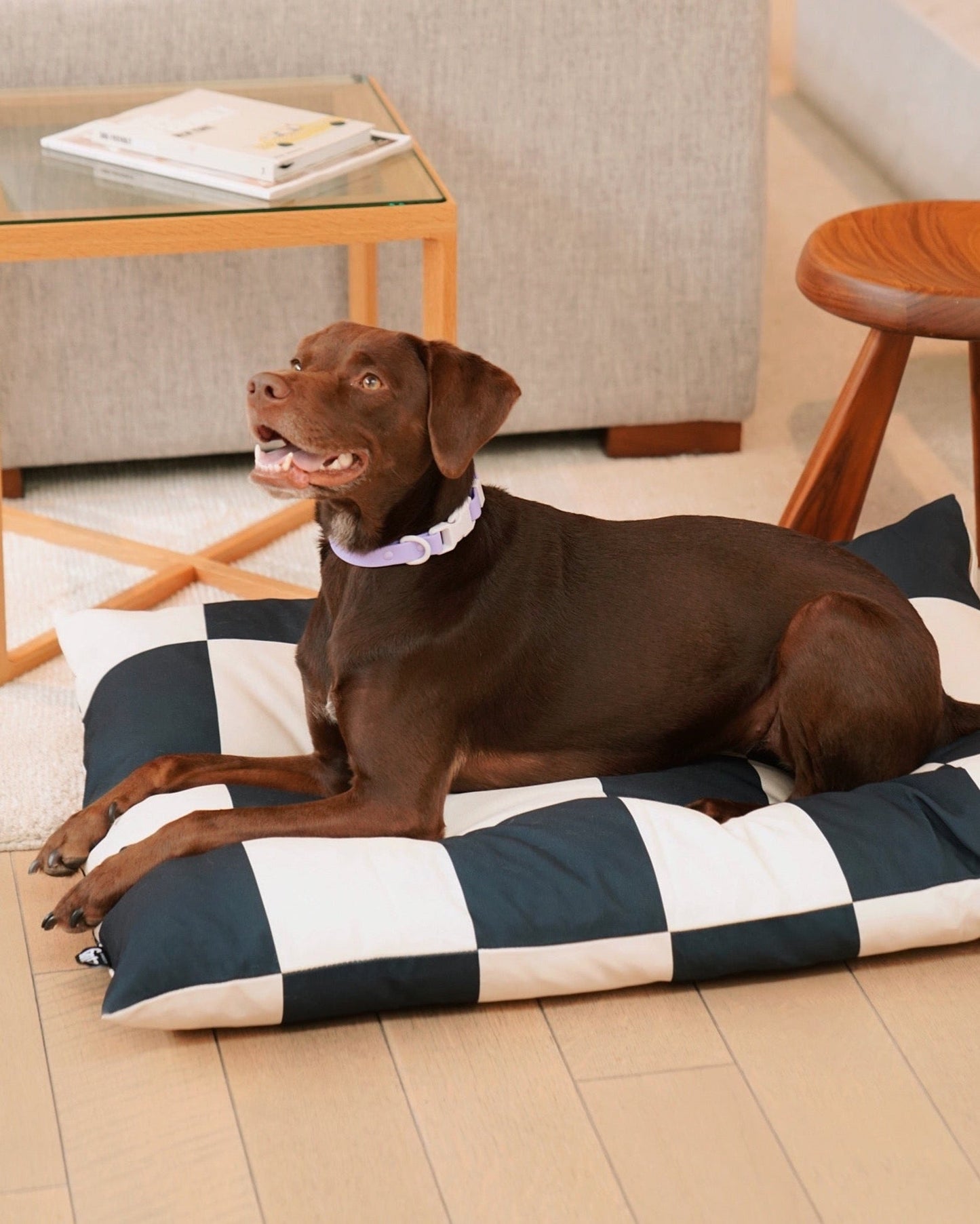 Dog sitting on a checkered pet bed in a living room.