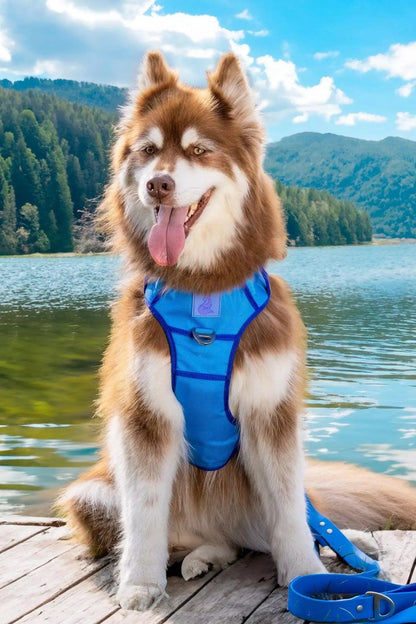 Dog wearing a blue harness sitting on a wooden dock by a lake with mountains in the background