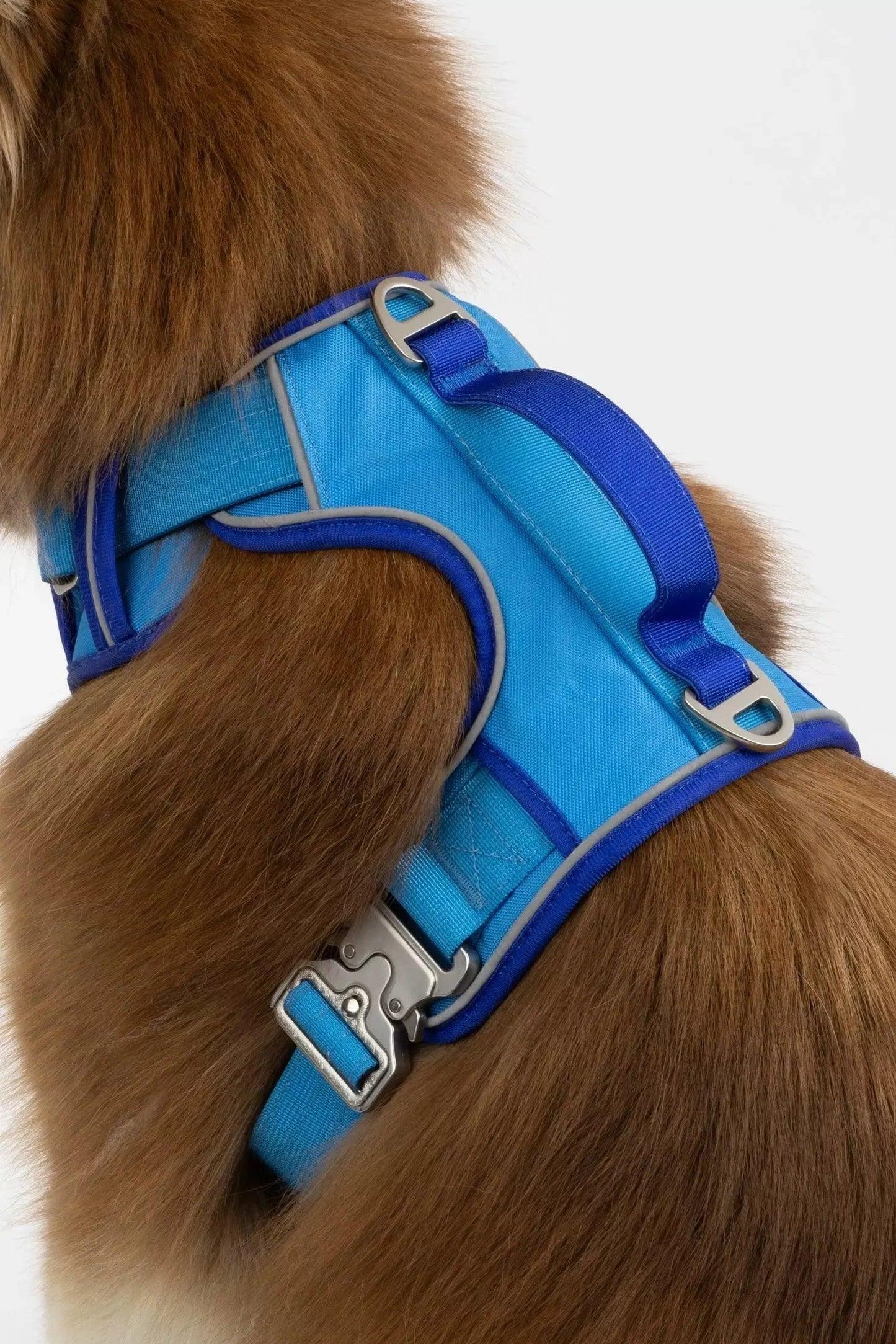 Dog wearing a blue harness on a white background