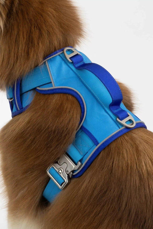 Dog wearing a blue harness on a white background