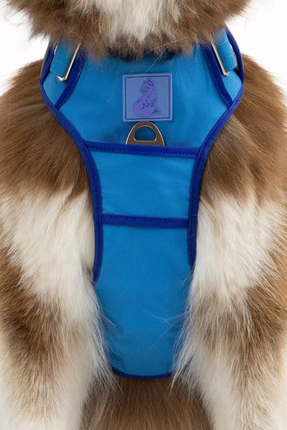 Blue dog harness on a brown and white dog