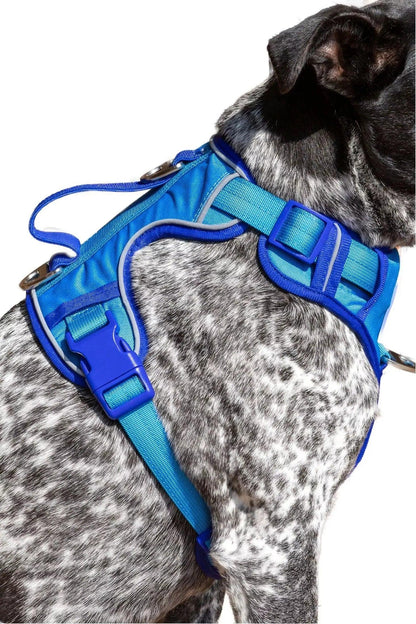 Dog wearing a blue harness on a white background