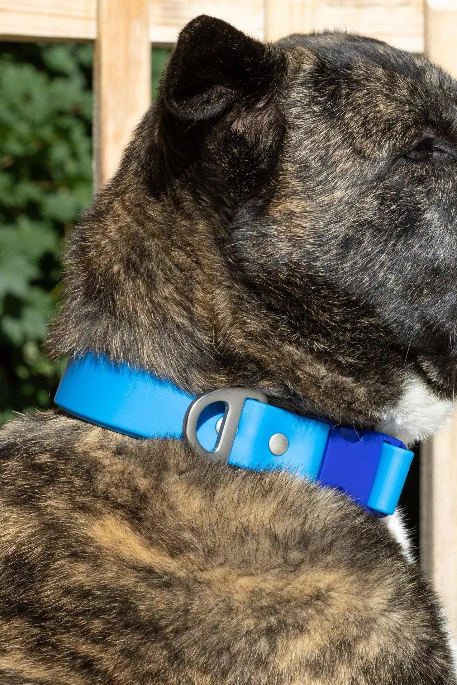 Dog wearing a blue collar with a blurred background