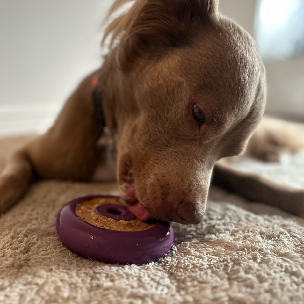 Dog interacting with a purple toy on a carpeted floor
