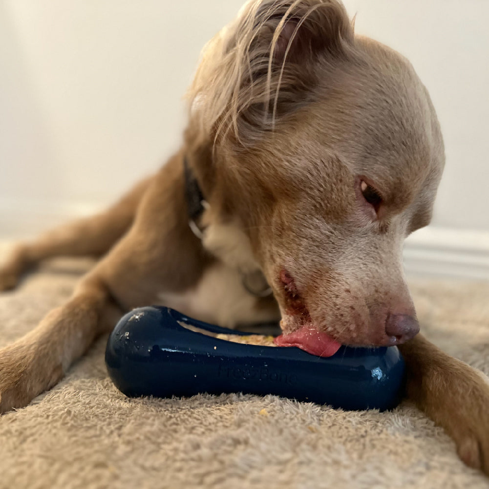 Dog chewing on a blue toy on a carpeted floor.