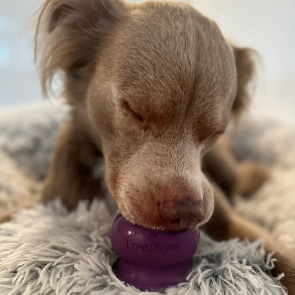 Dog playing with a purple FreezBone toy on a fluffy surface