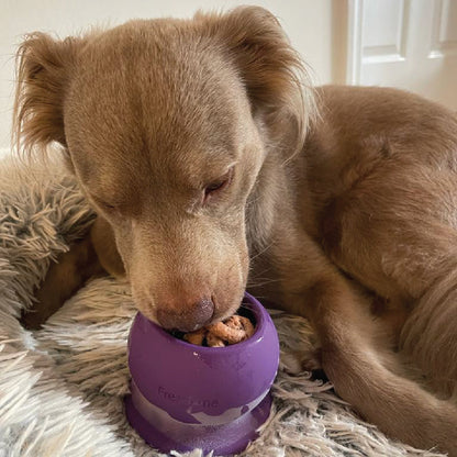 Dog eating from a purple bowl on a fluffy rug