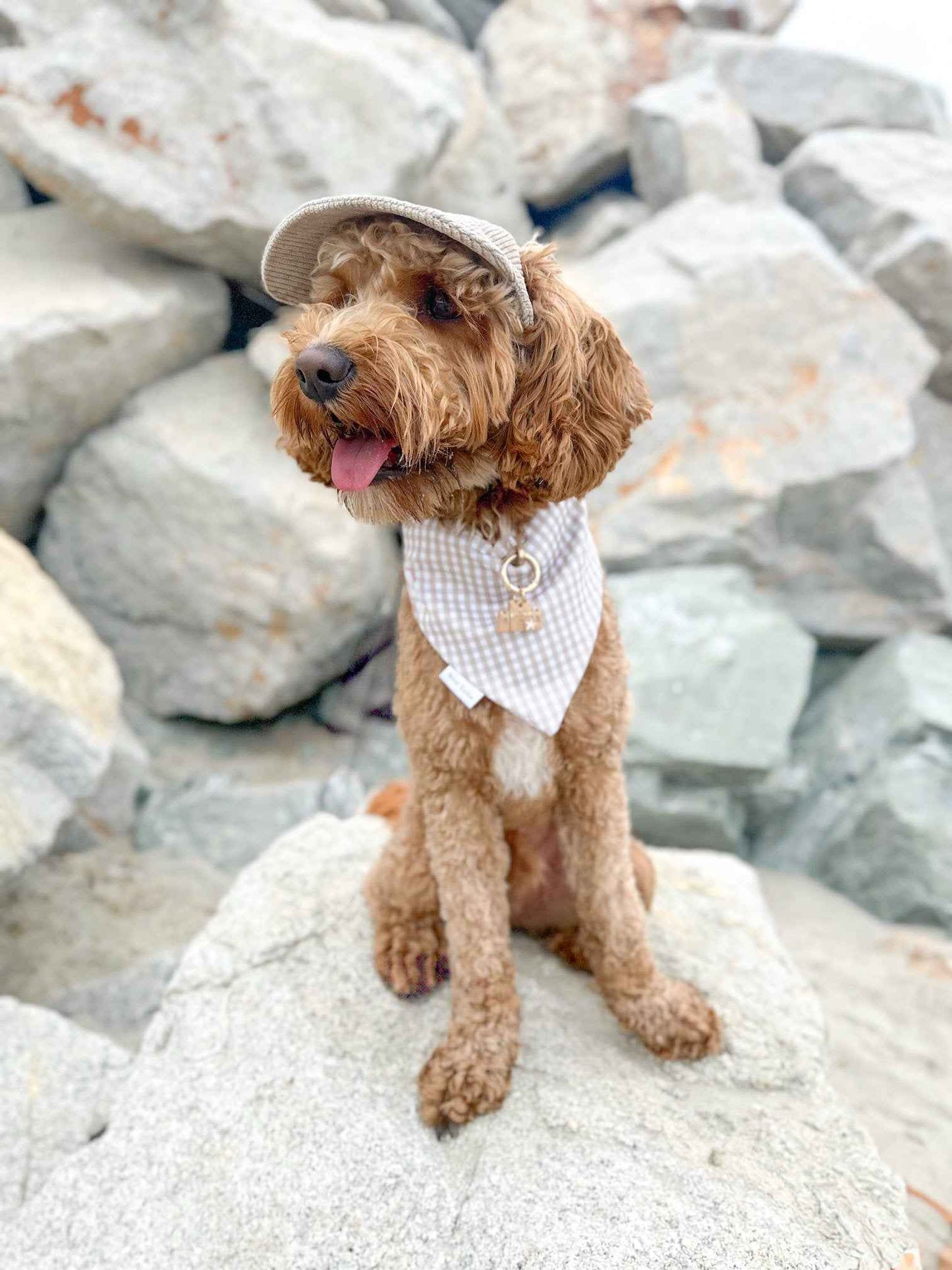 Dog wearing a cap and bandana sitting on rocks.