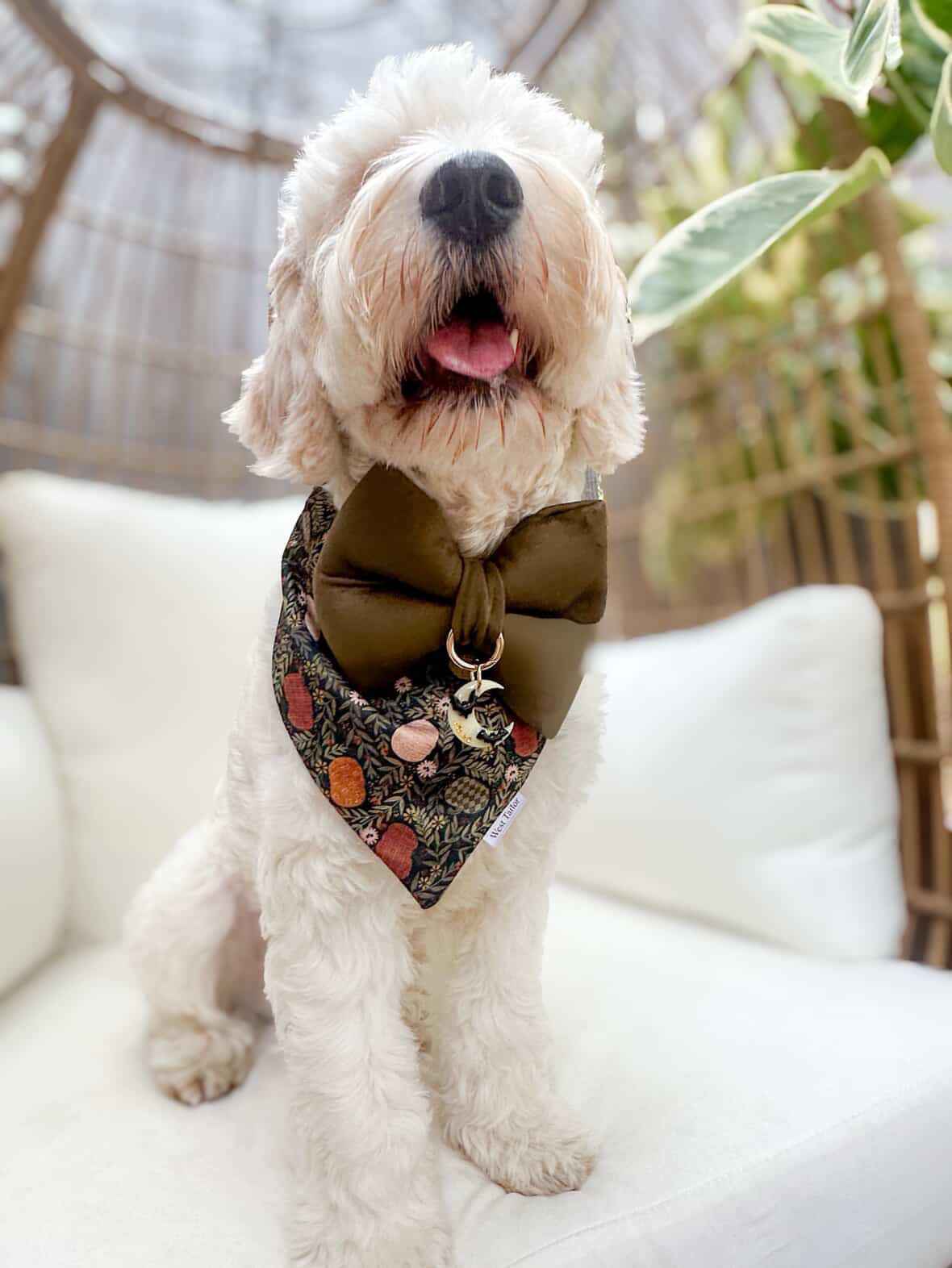 White dog wearing a decorative bandana and bow tie sitting on a white couch.
