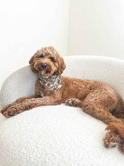 Brown dog sitting on a white chair wearing a patterned bandana.