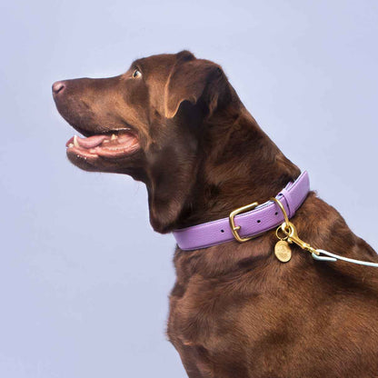 Fairy Collar