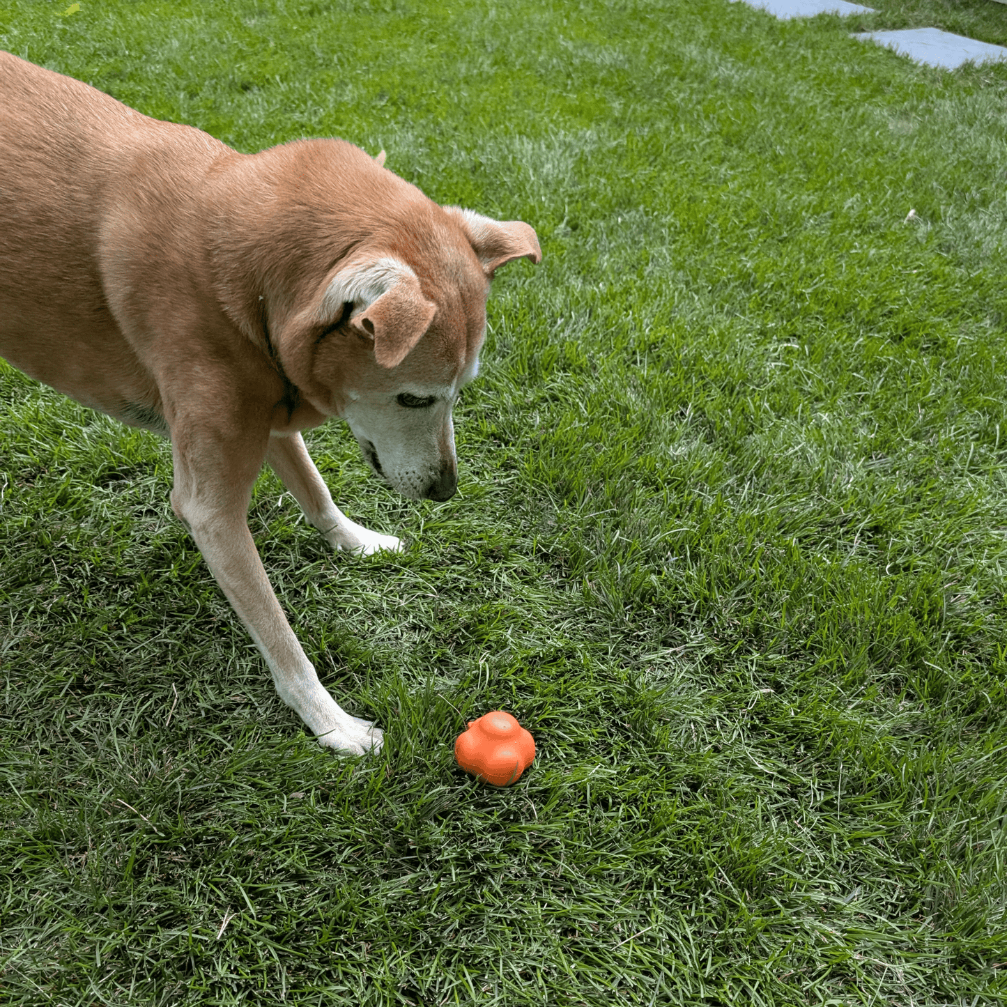 Dog standing on grass next to a ball