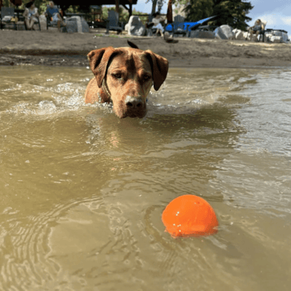 Dog swimming in water with an orange ball nearby