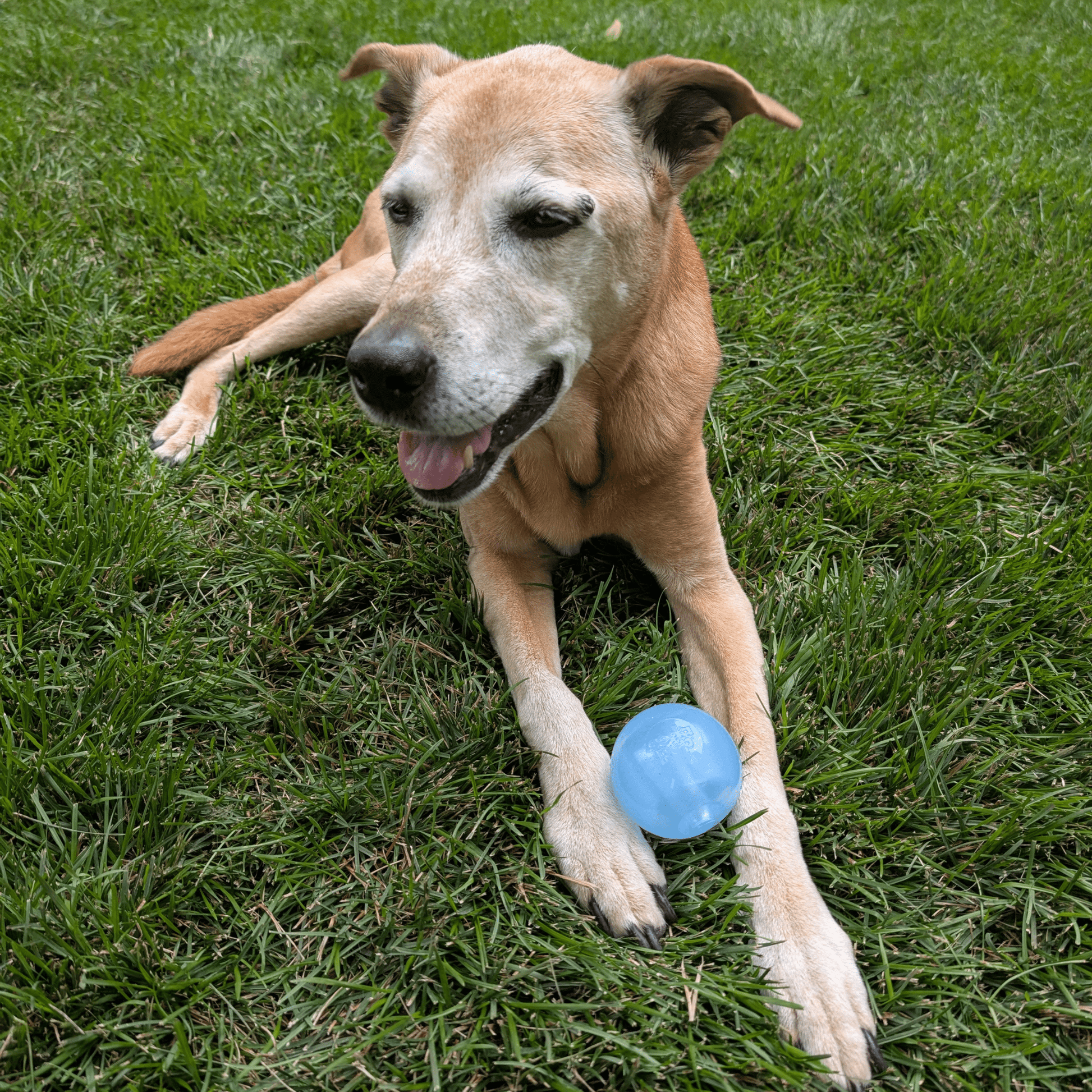 Dog lying on grass with a blue ball next to it