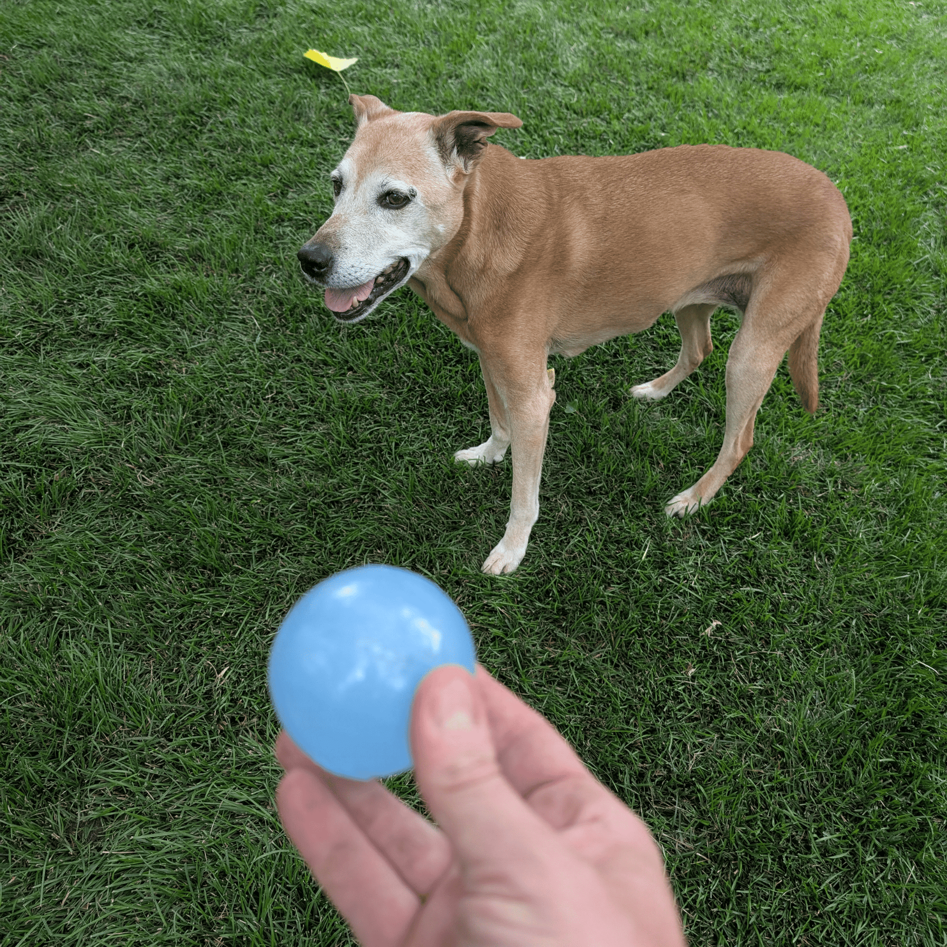 Dog standing on grass with a blue ball held by a person