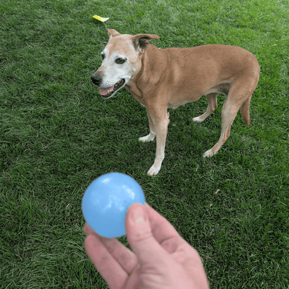 Dog standing on grass with a blue ball held by a person