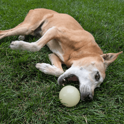 Dog playing with a ball on grass