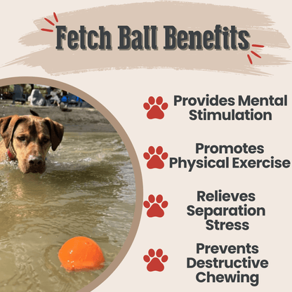 Dog playing with a ball in water, with text listing benefits of fetch ball activities.