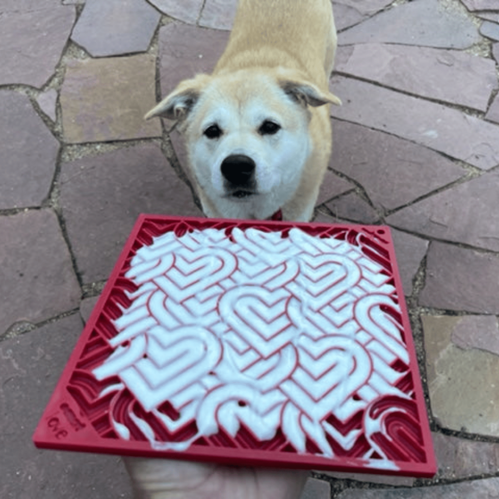 Dog standing behind a red lick mat toy with yogurt spread on it on a stone pavement.