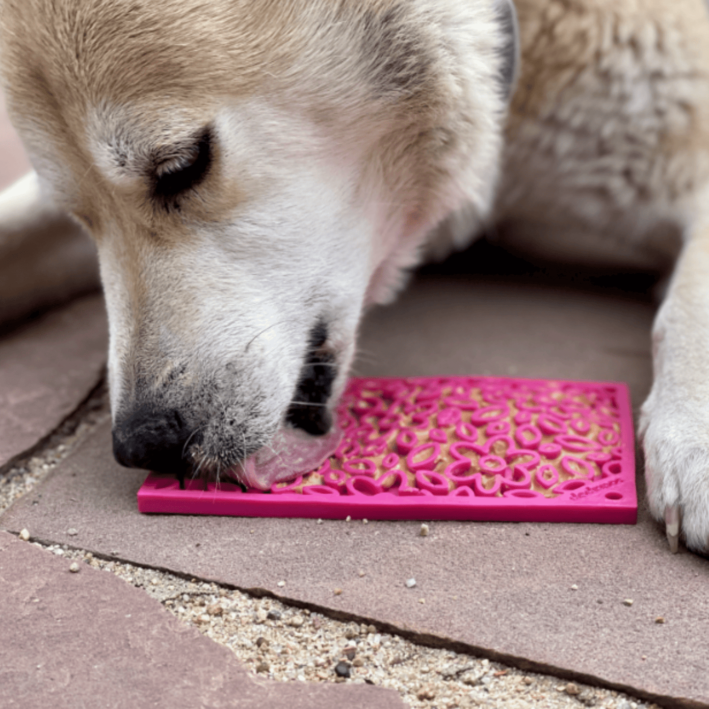 Dog interacting with a pink lick mat on a pavement