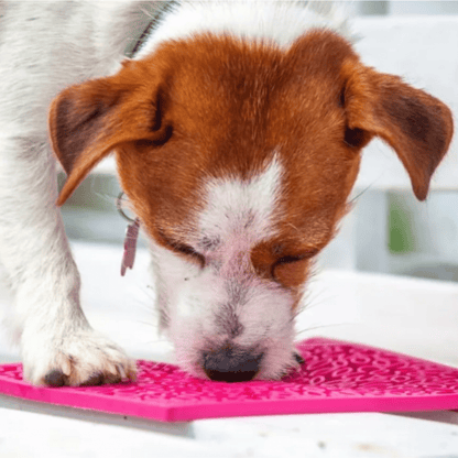 Dog sniffing a pink mat with a blurred background
