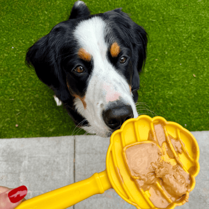 Dog looking at a yellow spoon with peanut butter on a green grass background