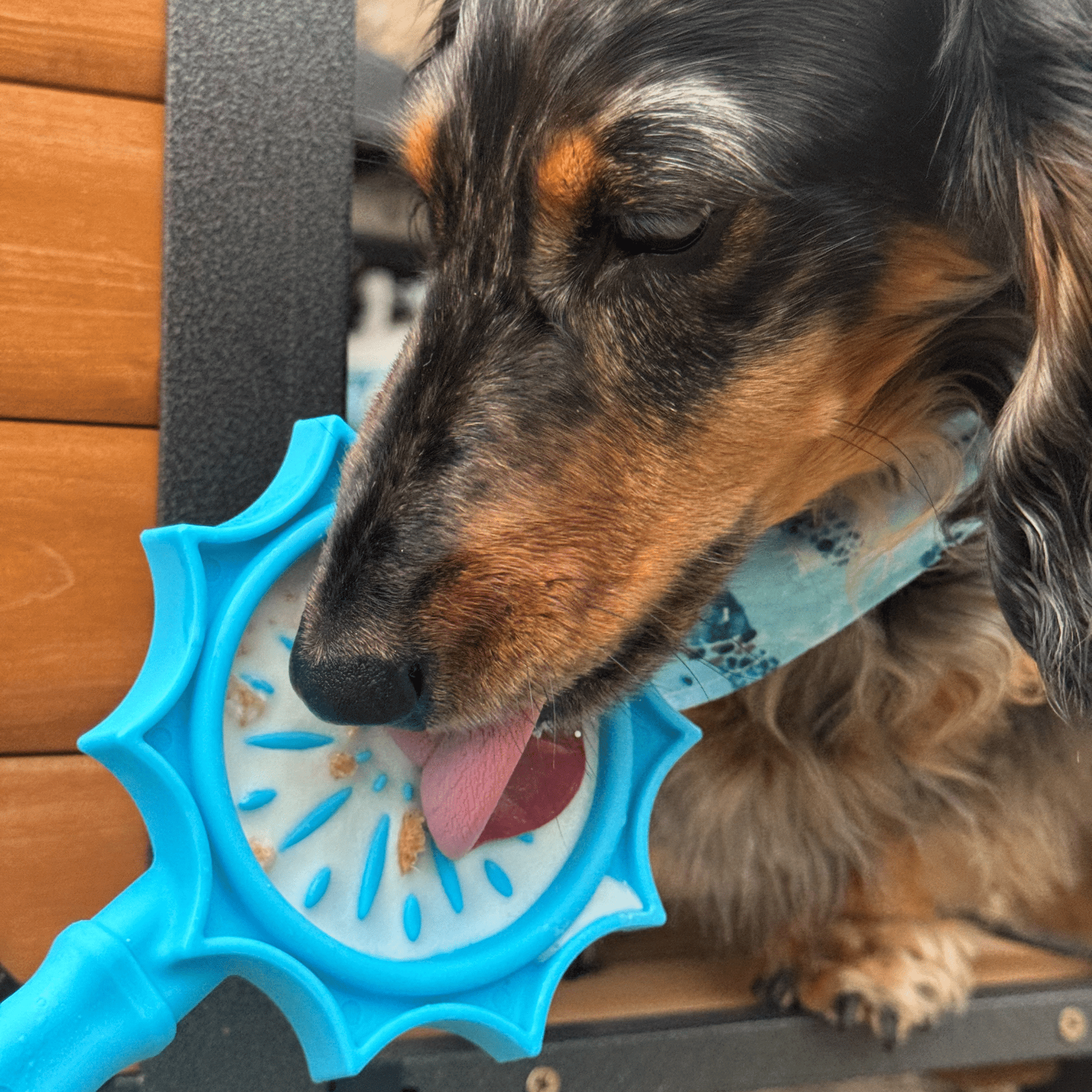 Dog playing with a blue toy on a wooden floor