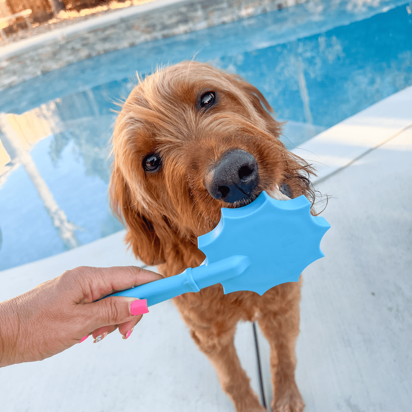 Dog playing with a blue toy by a pool