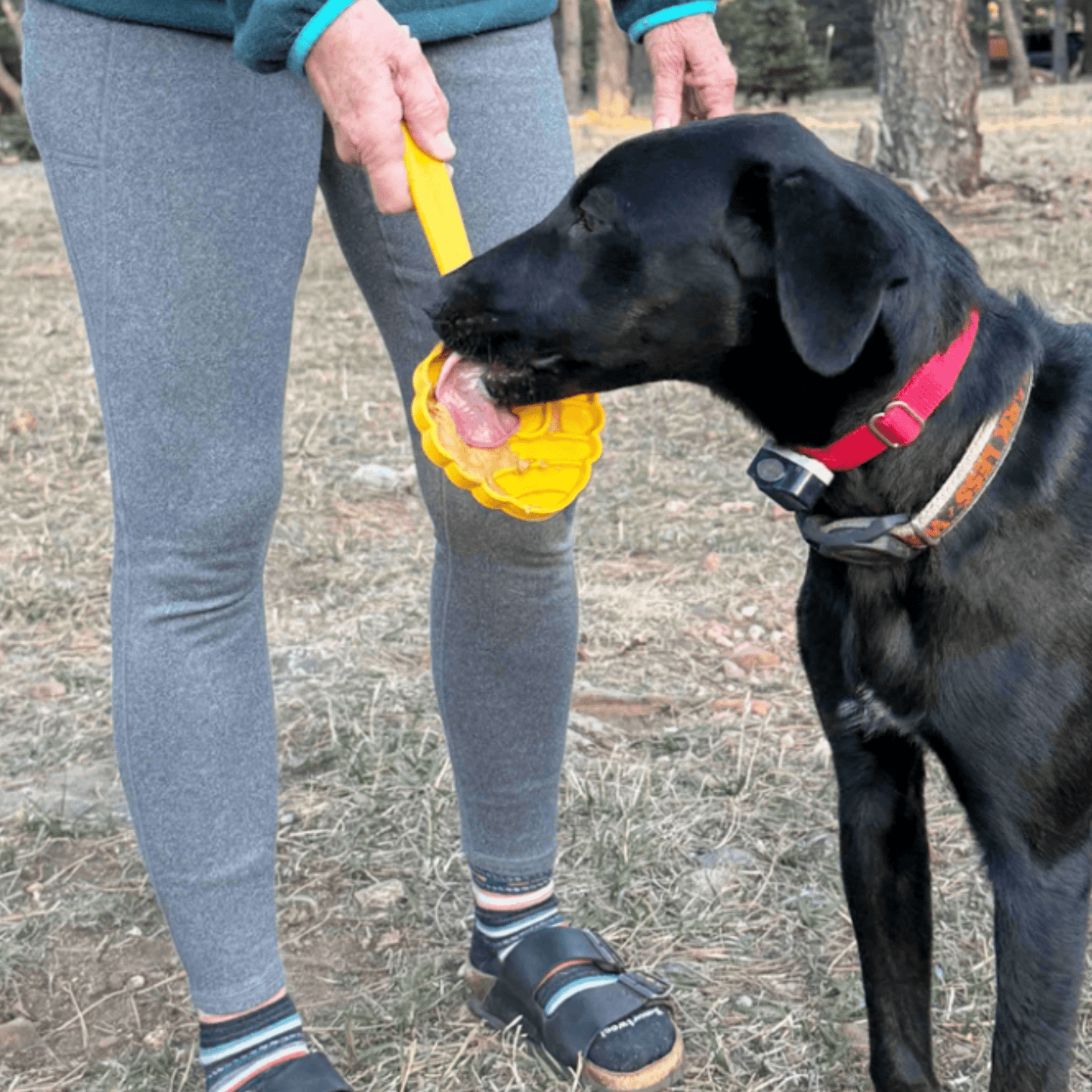Person holding a yellow toy for a black dog outdoors