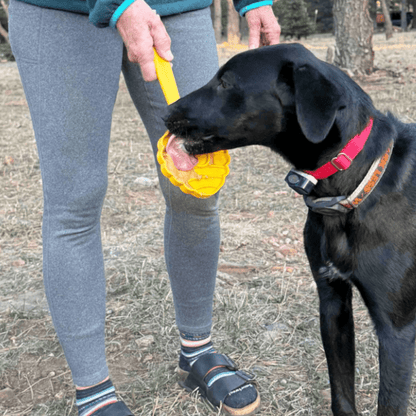Person holding a yellow toy for a black dog outdoors