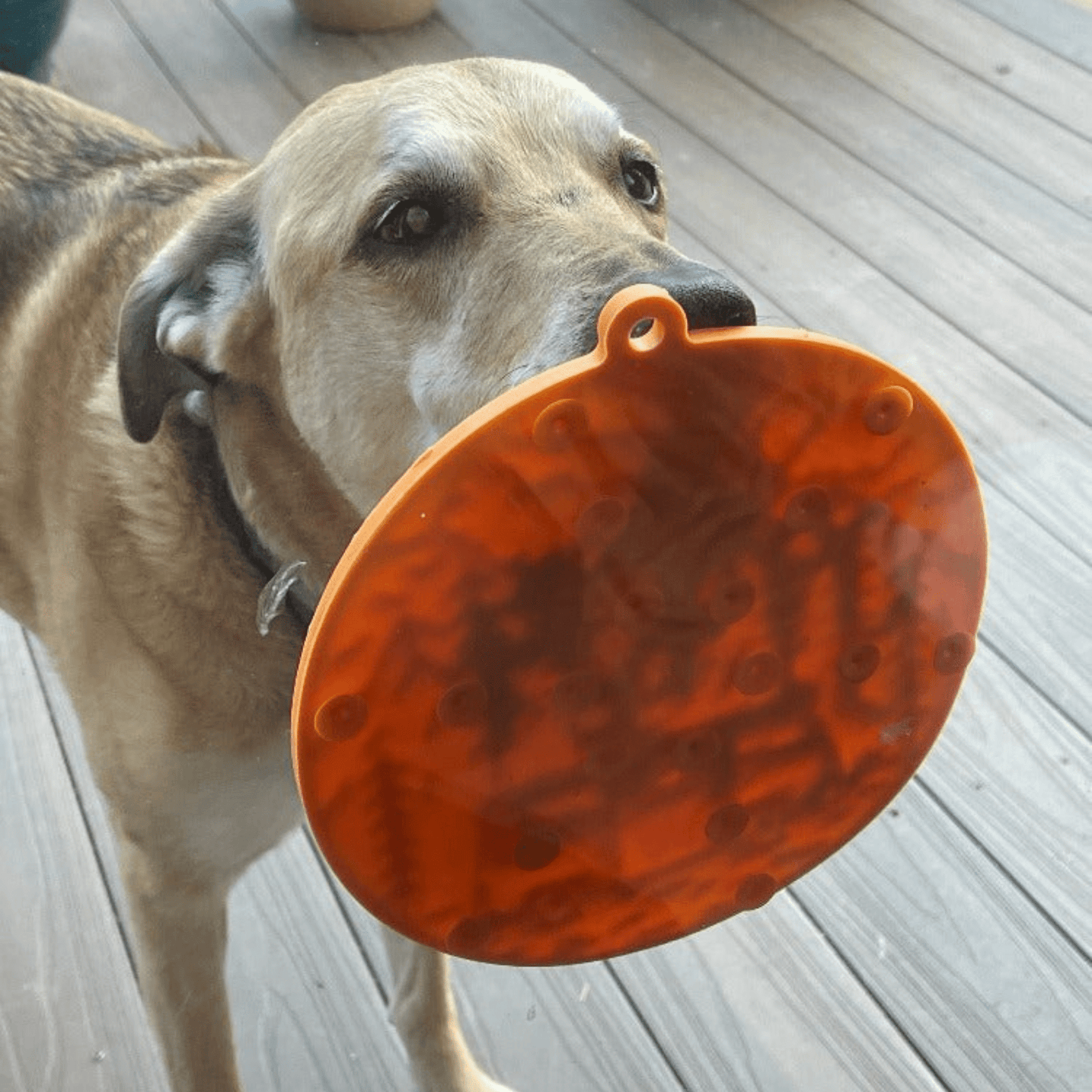 Dog interacting with an orange lick mat suction cupped to a window