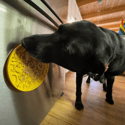 Black dog interacting with a yellow lick mat suction cupped to side of surface