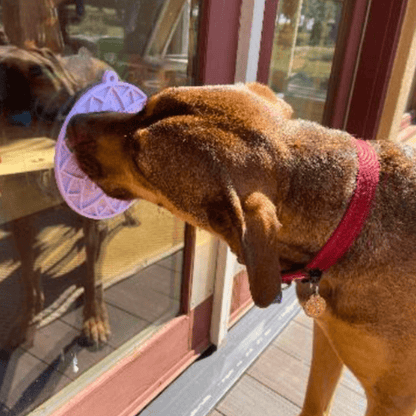 Dog interacting with a purple lick mat suctioned to a glass window
