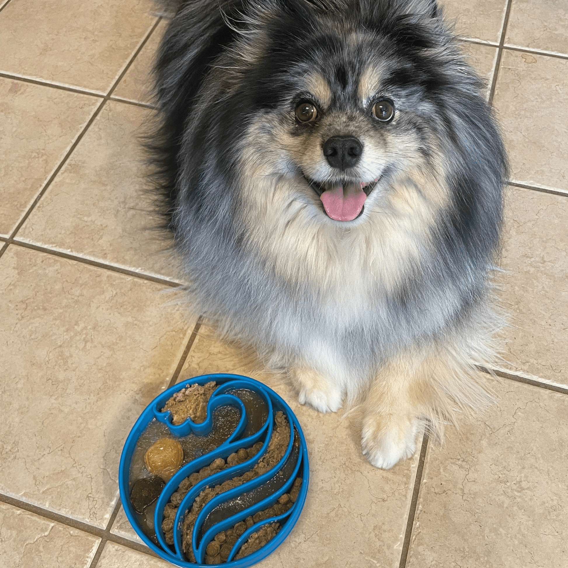 Dog sitting on a tiled floor next to a blue pet bowl with food.