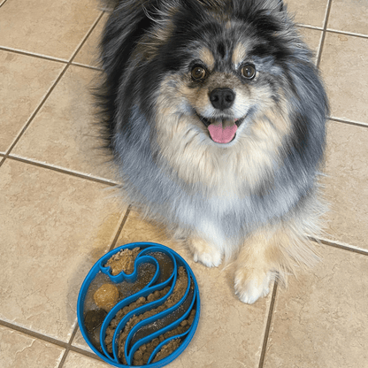 Dog sitting on a tiled floor next to a blue pet bowl with food.