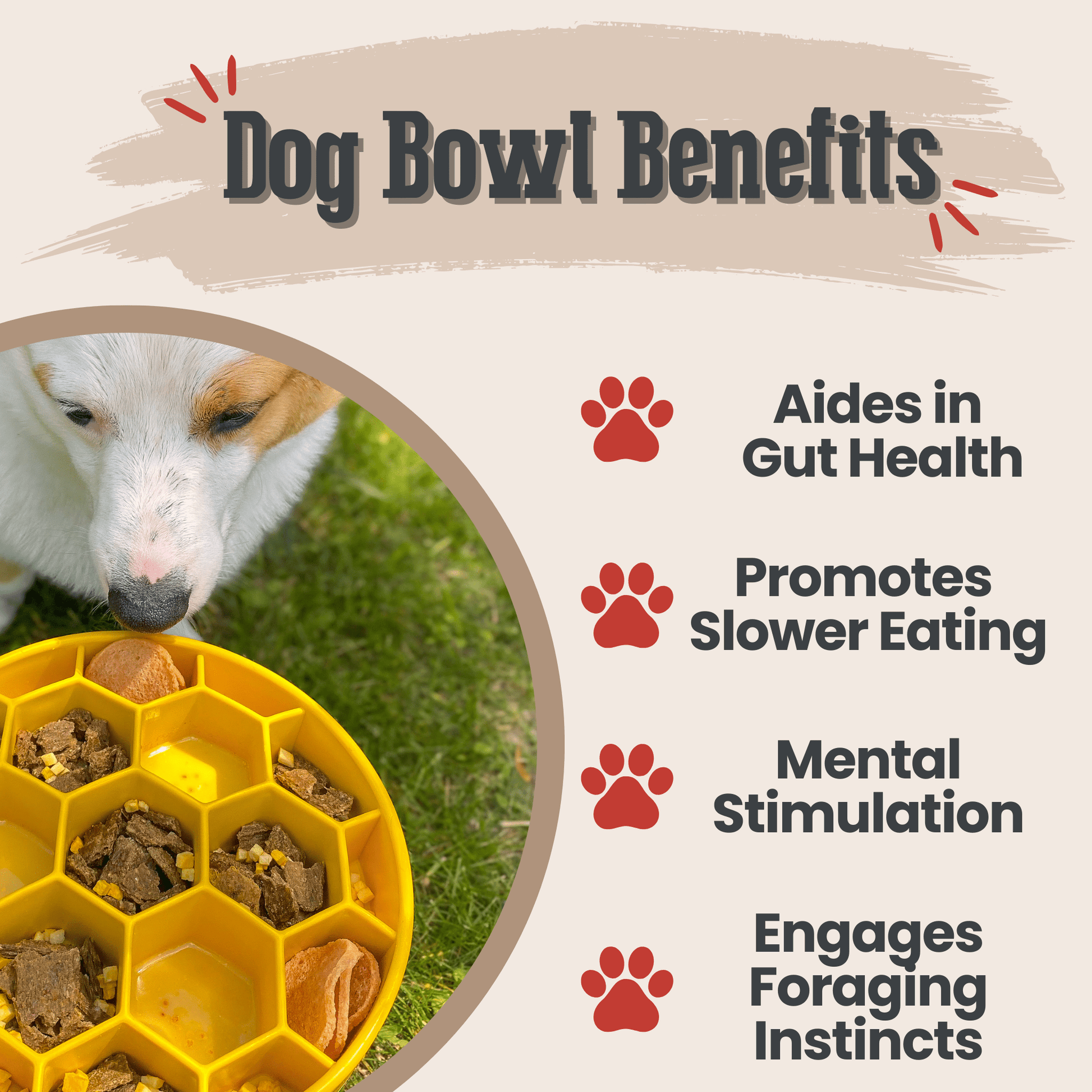 Dog bowl with food and a dog eating, labeled 'Dog Bowl Benefits' on a beige background.