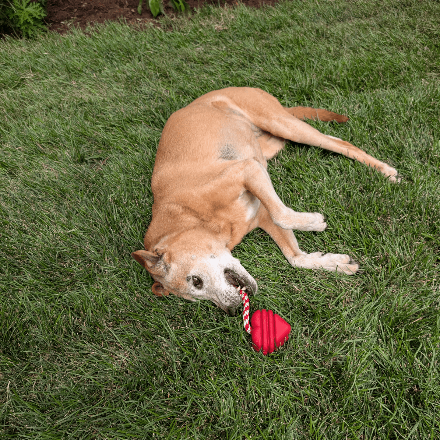 Dog playing with a red ball on grass