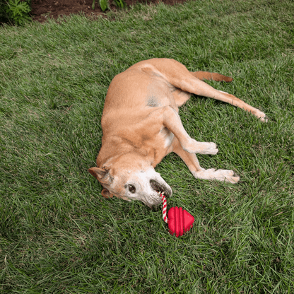 Dog playing with a red ball on grass
