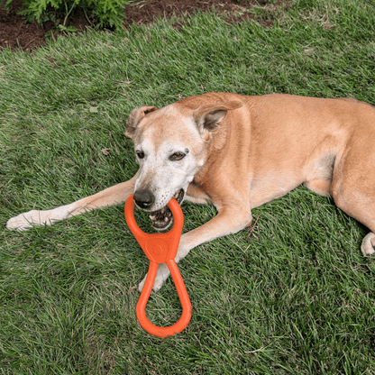 Dog playing with an orange toy on a grassy field