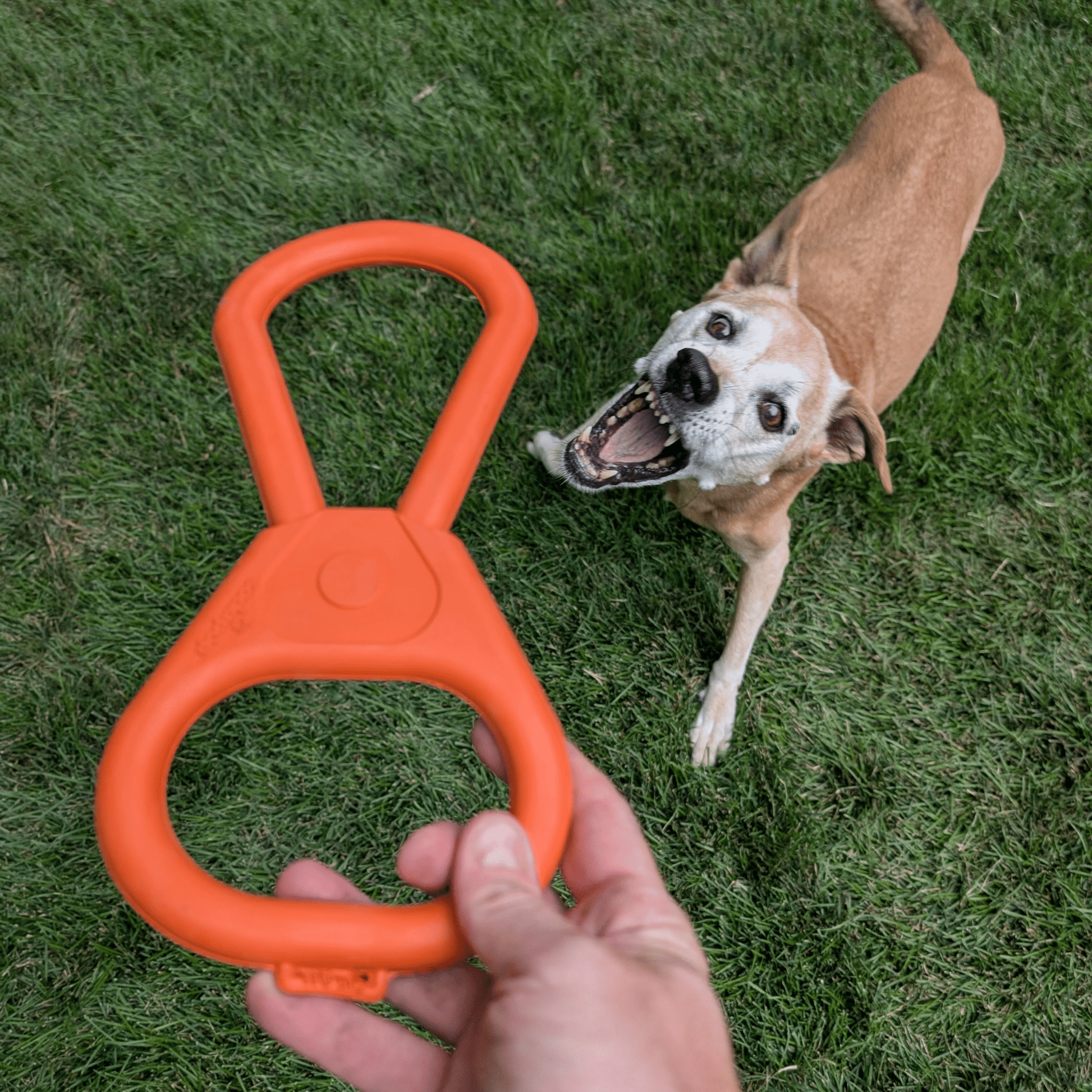 Hand holding an orange dog toy with a dog eagerly waiting to play on grass