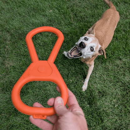 Hand holding an orange dog toy with a dog eagerly waiting to play on grass